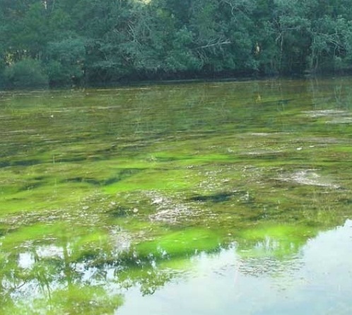 2. Paviršinio vandens užterštumas