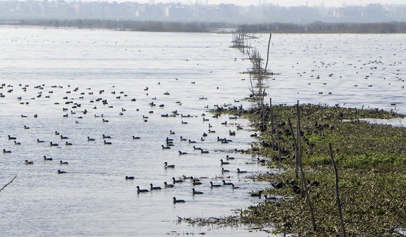 parkai-gurgaone-okhla-paukščių šventovė