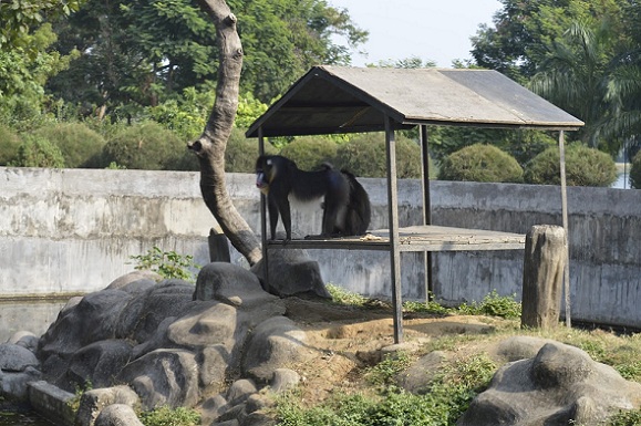 parks-in-jamshedpur-tata-steel-zoological-park