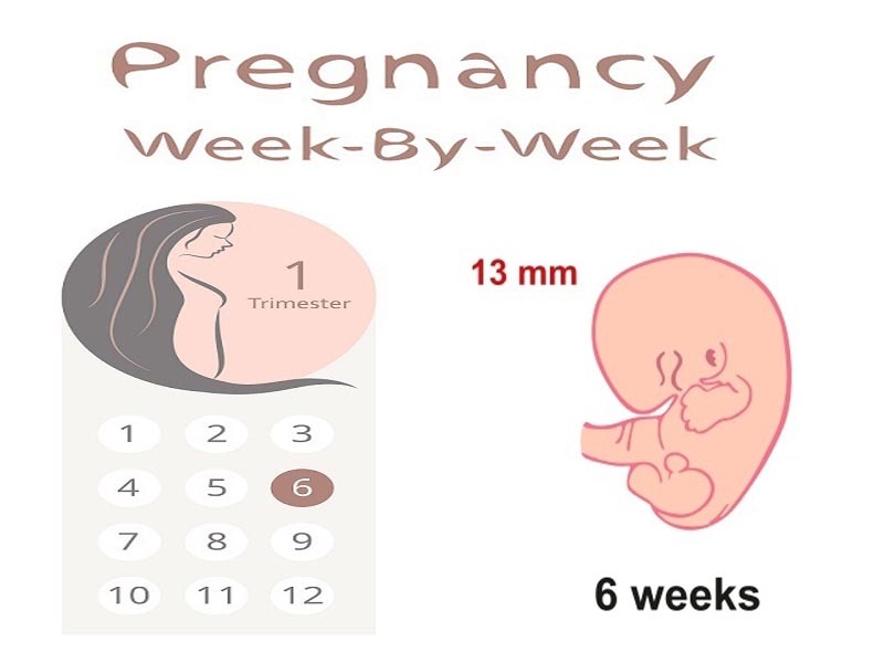 6 haftalık hamile