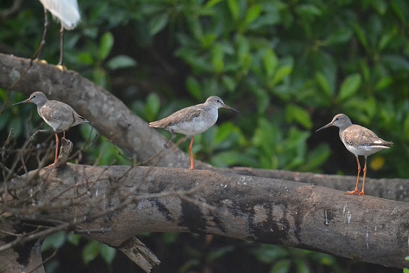 Salim Ali Kuş Cenneti