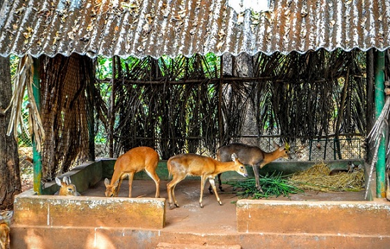 „Bondla Wildlife Sanctuary Park Goa“