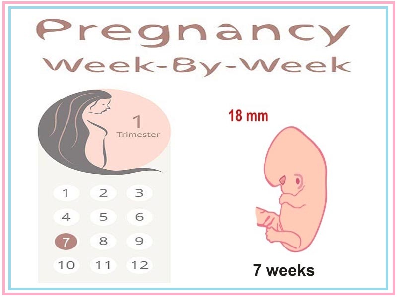7 nėštumo savaitė