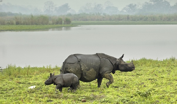 Kaziranga Ulusal Parkı