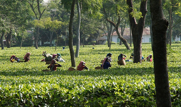 Jorhat'ta Çay Tarlası