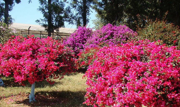 parklar-in-chandigarh-bougainvillea-park