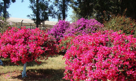 parks-in-chandigarh-Bougainvillea-park