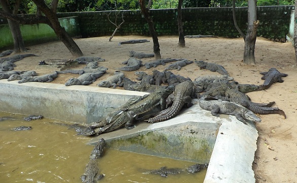 parklar-in-coimbatore-amaravati-sagar-timsah-çiftliği