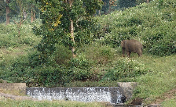 parklar-in-coimbatore-indira-gandhi-yaban hayatı-barınağı-ve-milli-park