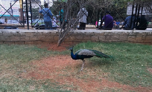 parklar-in-andhra-pradesh-kasu-brahmananda-reddy-milli-park