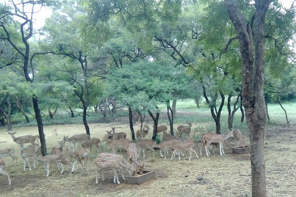 parklar-in-andhra-pradesh-mahavir-harina-vanasthali-milli-park