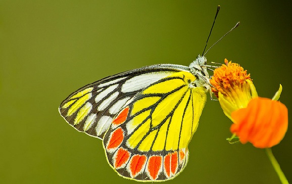 parks-in-andhra-pradesh-sri-venkateswara-national-park