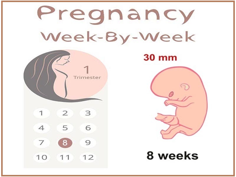 hamileliğin 8. haftası