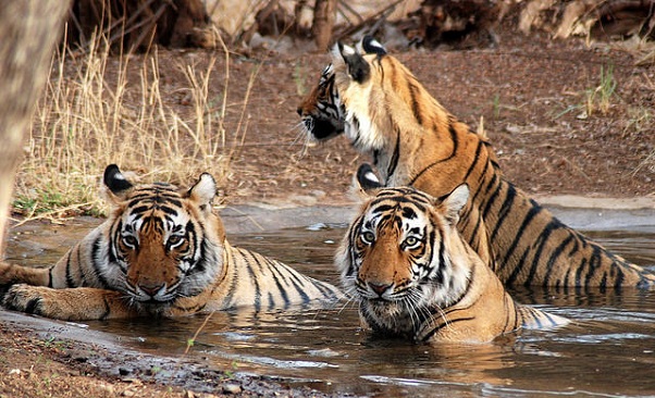 sundarbans_bangladesh-tourist-places