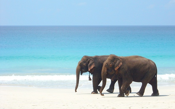filler sahil yürüyüşü