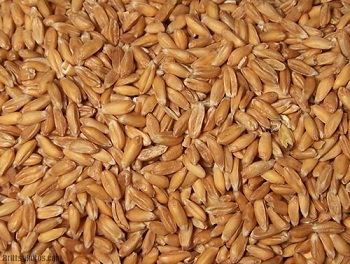 Buğday Fasulyesi Güçlü Kemikler İçin Hint Yemekleri