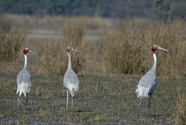 sultanpur-milli-park_haryana-turist-yerler