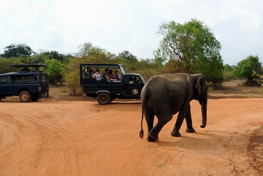 Yala nacionalinis parkas - medaus mėnesio kelionės Šri Lankoje