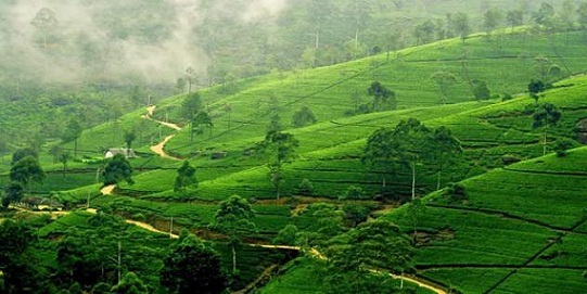 Nuwara Eliya - Sri Lanka'daki Balayı Destinasyonları