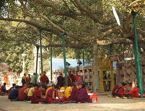Bodhi ağacı