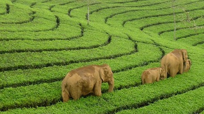 Munnar, Hindistan'da haziran ayında balayı için en iyi yer