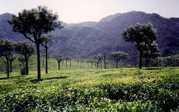 Haziran ayında Hindistan'da Ooty balayı yerleri