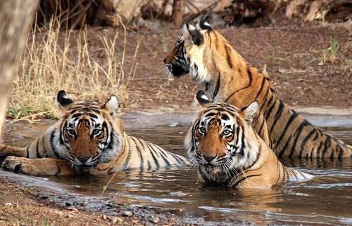 Uttaranchal'daki Balayı Yerleri - Jim Corbett Ulusal Parkı