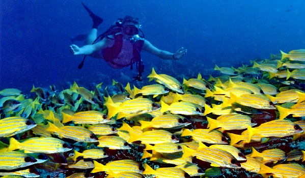 banana-reef_maldives-turist-yerler