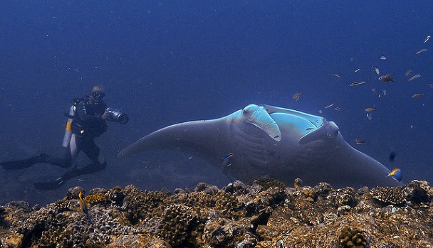 manta-point_maldives-tourist-places