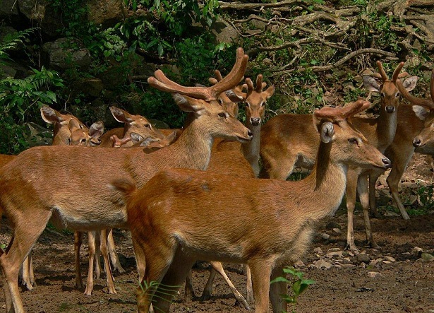 manipur-zoolojik-garden_manipur-turist-yerler