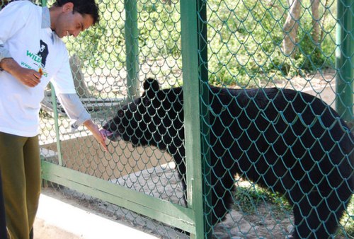 Jammu ve Keşmir'deki Dachigam Ulusal Parkı parkları