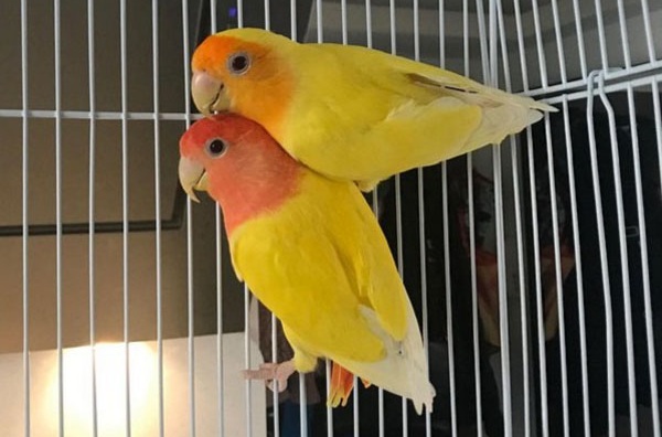 Geltona apykaklė Lovebird