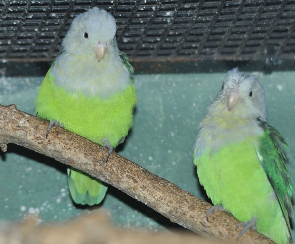 Pilka galva Lovebird