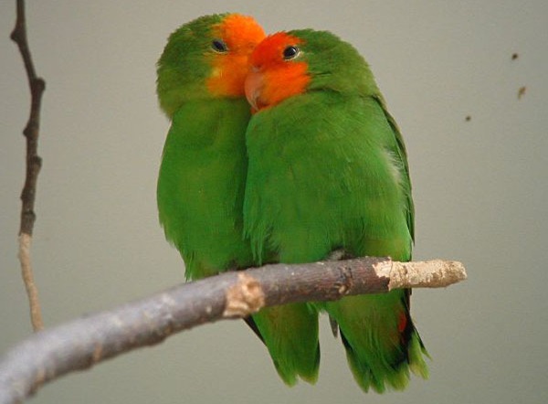Raudonosios galvos meilės paukščiai