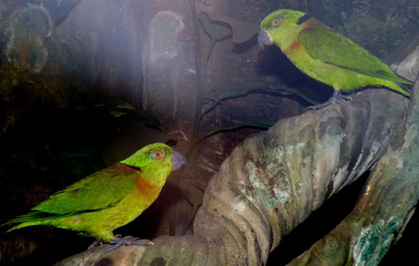 Juoda apykaklė Lovebird