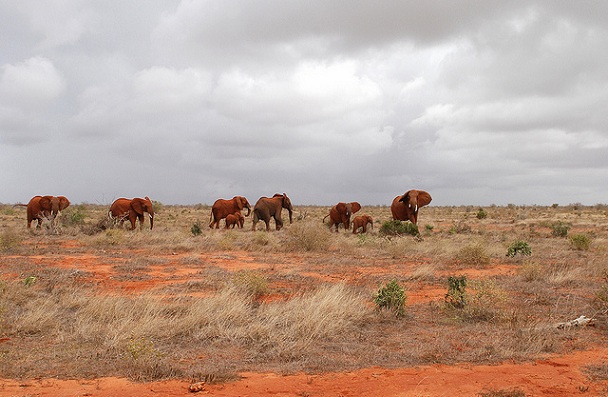 tsavo-national-park_kenya-tourist-places