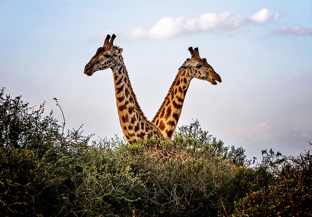 nairobi-ulusal-park_kenya-turist-yerler