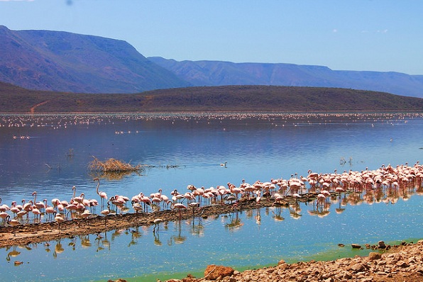 göl-nakuru_kenya-turist-yerler