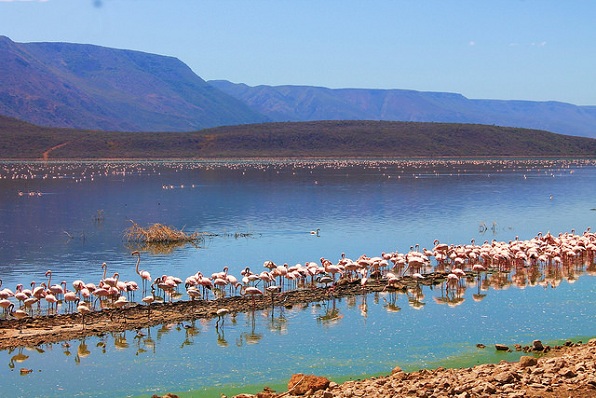 ežeras-nakuru_kenya-turistinės vietos