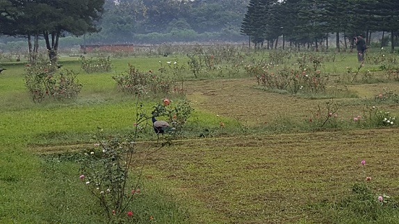 parklar-in-bhubaneswar-ekamra-kanan-botanik-bahçeleri