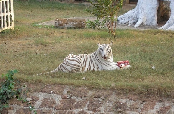 parklar-in-bhubaneswar-nandankanan-zoolojik-park