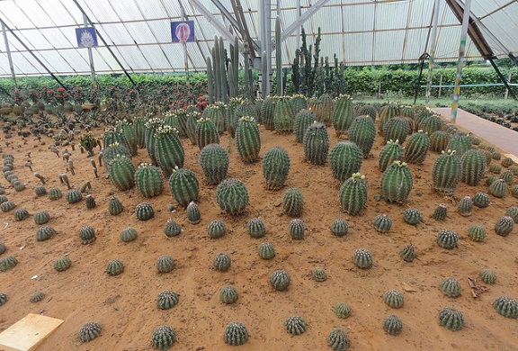 parkai-in-bhubaneswar-kaktusas-sodas