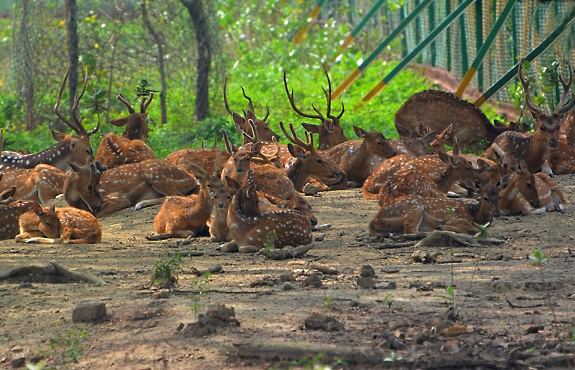 parklar-in-burdwan-geyik-parkı