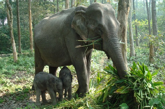 parklar-in-guwahati-orang-milli-park