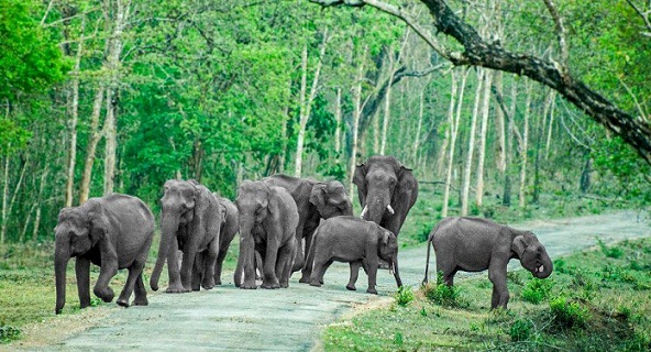 Garsūs Bandipuro nacionalinio parko parkai Mysore