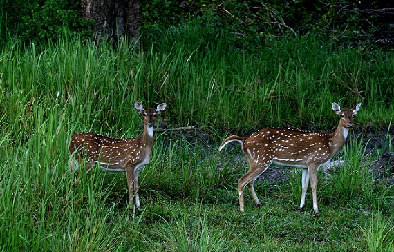 Garsūs Nagarhole nacionalinio parko parkai Mysore