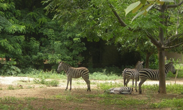 Šri Chamarajenra nacionalinis parkas Mysore