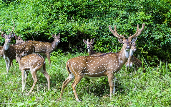 Įžymūs parkai Ooty-Deer parke