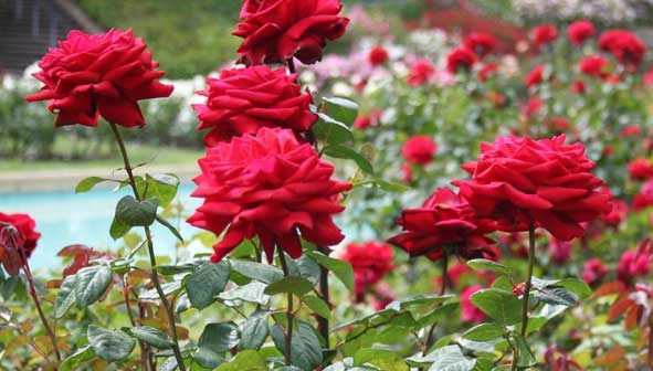 Įžymūs parkai Ooty-Rose sode