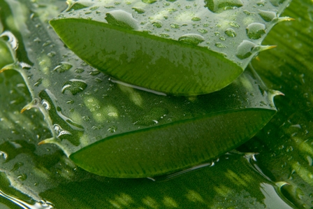 Aloe Vera ile saç dökülmesi tedavisi